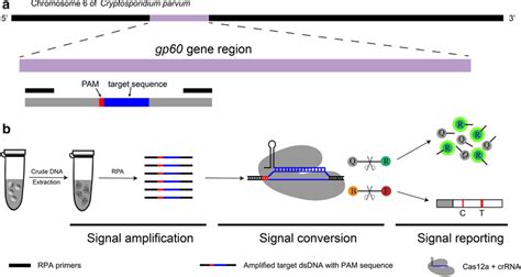 Schematic Of The Rpa And Crispr Cas12a Based Detection Assay A Diagram