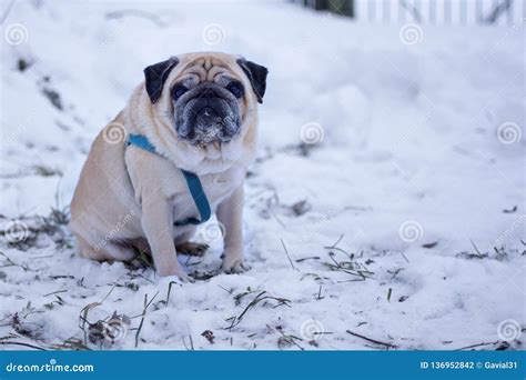 Perro Triste Del Barro Amasado Que Se Sienta Solamente En La Nieve Foto