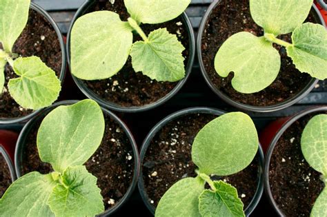 Squash Seedlings