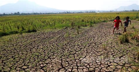 Kekeringan Melanda Potensi Kerugian Capai Rp Triliunmediatani