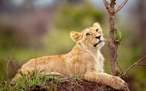 Fondos de pantalla Animales león fauna silvestre Gatos grandes