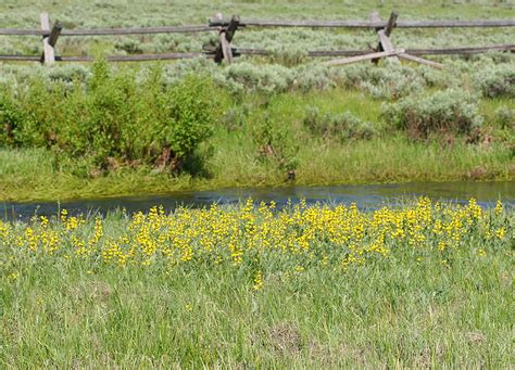 Photos Of Utah Plants Yellow Wildflowers Mountain Goldenpea Mountain