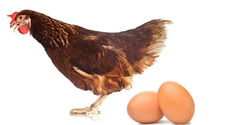 Cómo Hacer que las Gallinas Pongan Más Huevos 7 Métodos