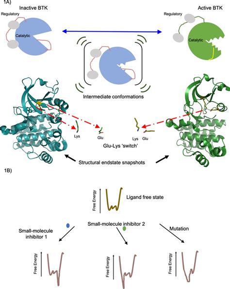 Small Molecule Inhibitors Disrupting Enzyme Fluidity ELife