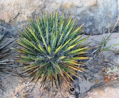 24 Different Types of Yucca Plant Varieties | Balcony Garden Web