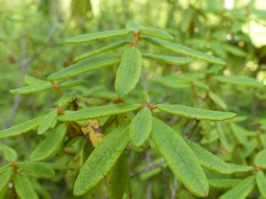 Labrador Tea: Pictures, Flowers, Leaves & Identification | Ledum groenlandicum