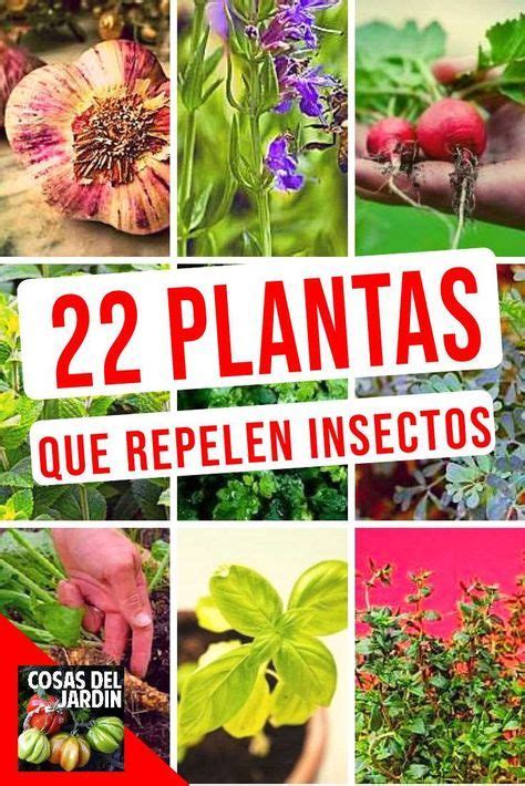 21 plantas que repelen insectos con imágenes Plantas antimosquitos