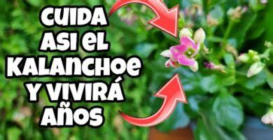 Kalanchoe Beneficios Y Cuidados De La Planta Todo Sobres Las