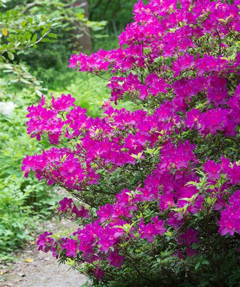 Small Shrubs For Shaded Areas