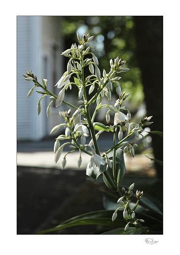 Renga Renga Lily Arthropodium Cirratum Nikon 1 V1 10 Flickr