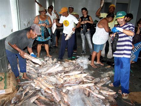 Informe Geral Itabuna Quantidade De Peixes Doados Em Itabuna Aumenta