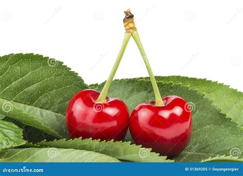 Two Cherries And Branch With Leaves Stock Image Image Of Health