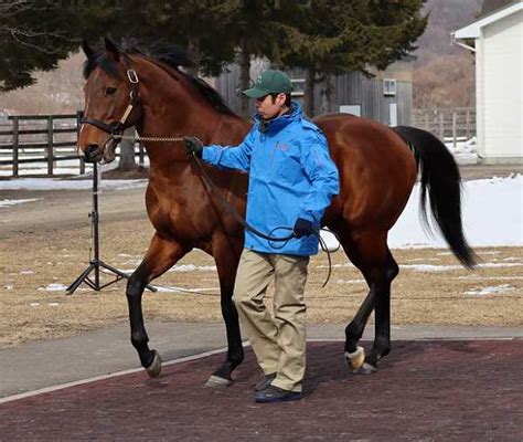 種牡馬として頑張っている歴代nar年度代表馬 地方競馬の楽天競馬｜日替わりライターブログ 楽天ブログ