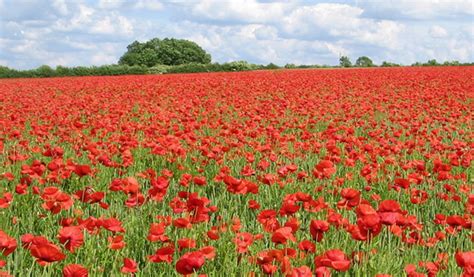 Poppiesrememberance Day Tracing Ancestors In The Uk