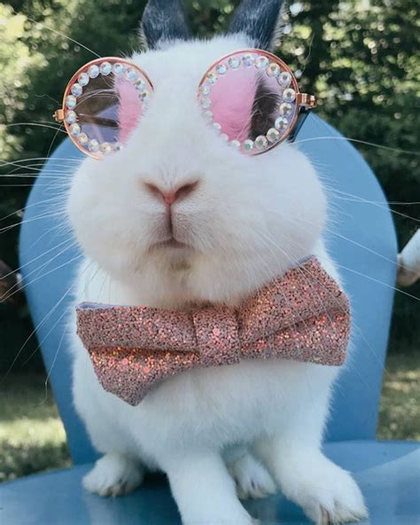 Bunny With Sunglasses