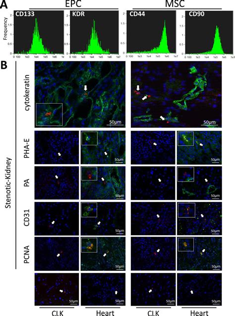 A Fluorescence Activated Cell Sorting Analysis Performed On