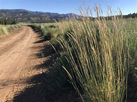 Crp Seed Mixes Great Basin Seeds Conservation Reserve Program