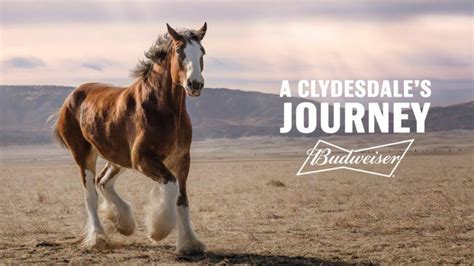 They’re Baaaaccckkkk: The 2022 Super Bowl Clydesdale Commercial is HERE ...