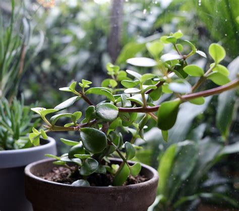 How To Grow And Care For Dwarf Jade Plant