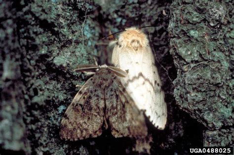 Identify And Control Gypsy Moths