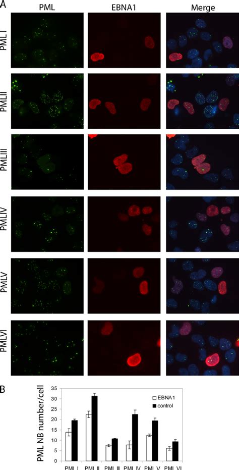 Ebna1 Preferentially Disrupts Pml Nbs Formed By Pml Iv Cne2 Cells