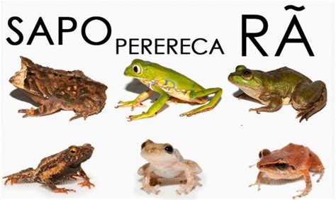 Comportamento da Perereca Hábitos e Modo de Vida do Animal Mundo