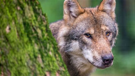 Italien Region Trentino Gibt Zwei W Lfe Zum Abschuss Frei Erstmals