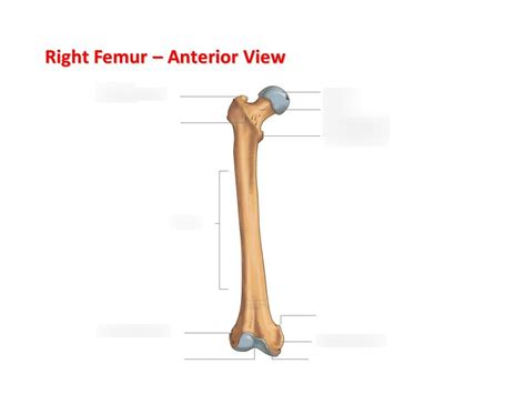 Right Femur Anterior View Diagram Quizlet