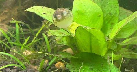 Pea Puffer Puffed Up - Aquariumia