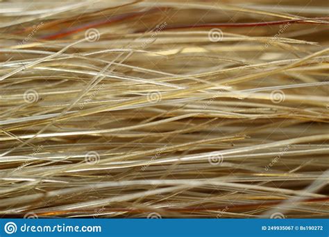 Bristles Of A Paint Brush Close Up For Background Stock Image Image