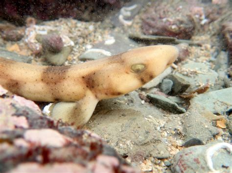 The Wonders You Can Find In British Seaside Rock Pools From Catsharks