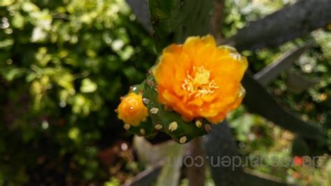 Plantfiles Pictures Road Kill Cactus Consolea Rubescens By Flaflower