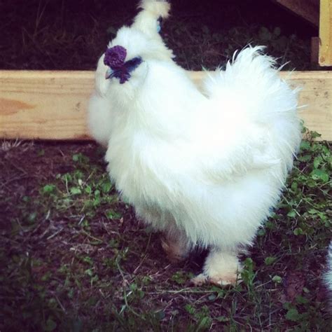 Show quality silkie rooster? | BackYard Chickens - Learn How to Raise ...