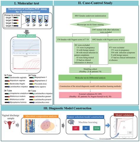 Frontiers Vaginal Microbiota Molecular Profiling And Diagnostic Performance Of Artificial