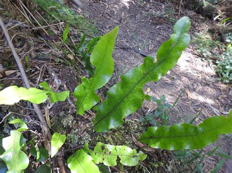 Kangaroo Fern From Sassafras Creek Nature Conservation Reserve