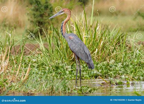 Goliath Heron Ardea Goliath Or Giant Heron A Wading Bird Of The Heron