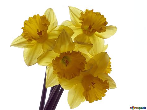 Bouquet of daffodils image a bouquet of daffodils isolated images ...