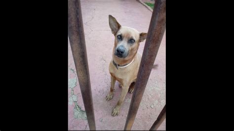 Cachorro Grego desapareceu no bairro Brasília CGN O maior portal de