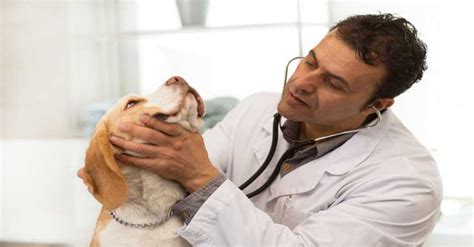 What Are The Average Vet Visit Costs Everything For Pets