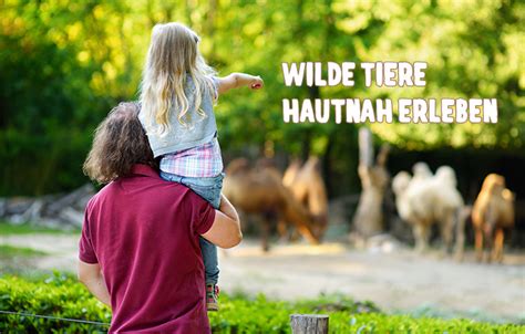 Wilde Tiere Hautnah Erleben Fratz Magazin