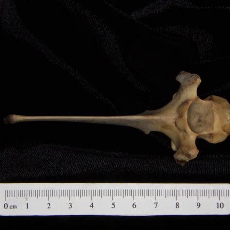 White Tailed Deer Odocoileus Virginianus Mid Lumbar Vertebra Boneid