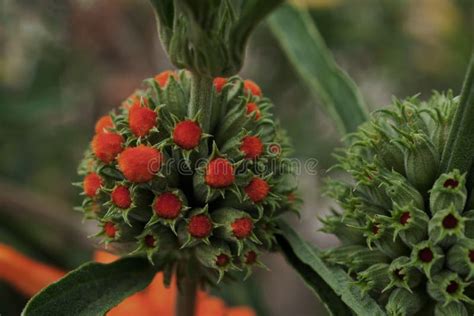 Dagga Salvaje De La Cola Del Le N Del Leonurus Del Leonotis Del O Do De