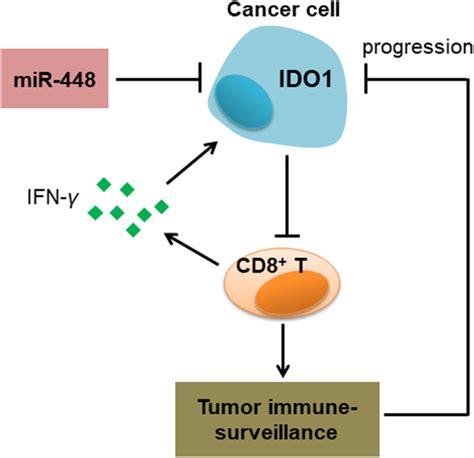 MiR 448 Targets IDO1 And Regulates CD8 T Cell Response In Human Colon