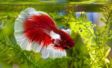 Blue Betta Fish Care Guide Pictures Lifespan More Hepper