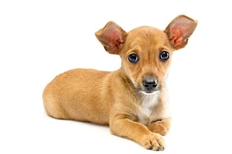 Find Your Perfect Chihuahua Weiner Dog Mix Puppy Today! - The Chihuahua Guide