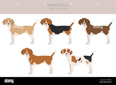 Harrier dog clipart. Different poses, coat colors set. Vector ...