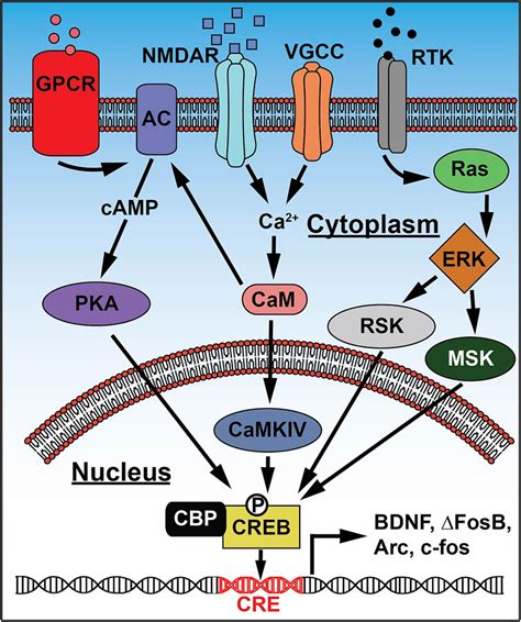 Signaling Pathways Leading To Creb Activation Extracellular Signals