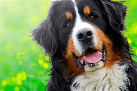big lovable goofball   bernese mountain dog     web