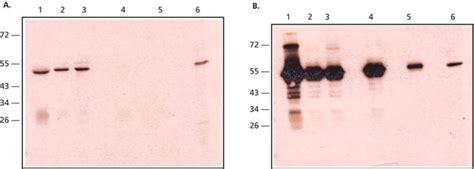 Anti Rabbit Igg Native Antibody Mouse Monoclonal Clone Rabt