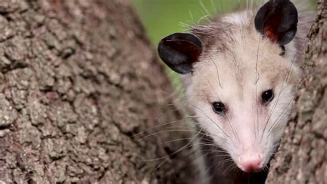 Baby Opossum Images – Browse 2,268 Stock Photos, Vectors, and Video | Adobe Stock